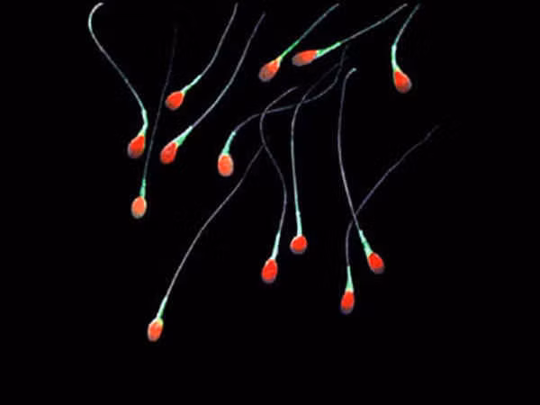 Chan doan tinh trang suc khoe quy ong qua mau sac tinh dich-Hinh-2