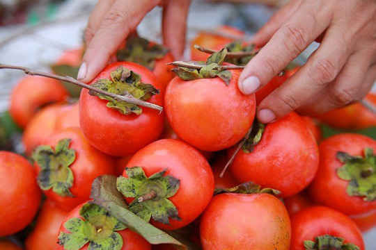 Quả hồng có nhiều vitamin và khoáng chất tốt cho sức khỏe