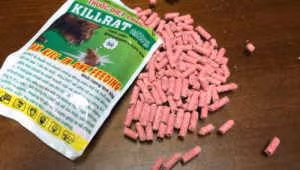 thuốc diệt chuột