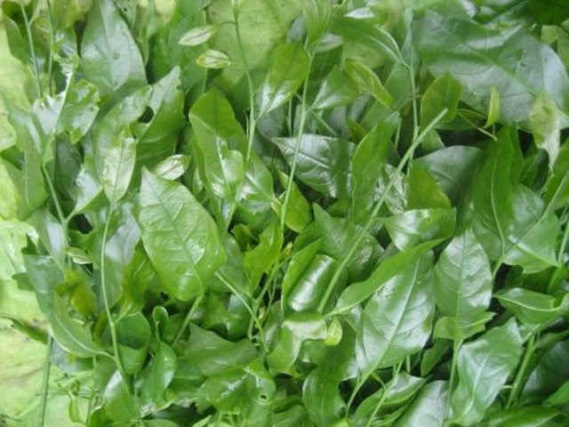 Rau sắng còn gọi là rau ngót rừng.