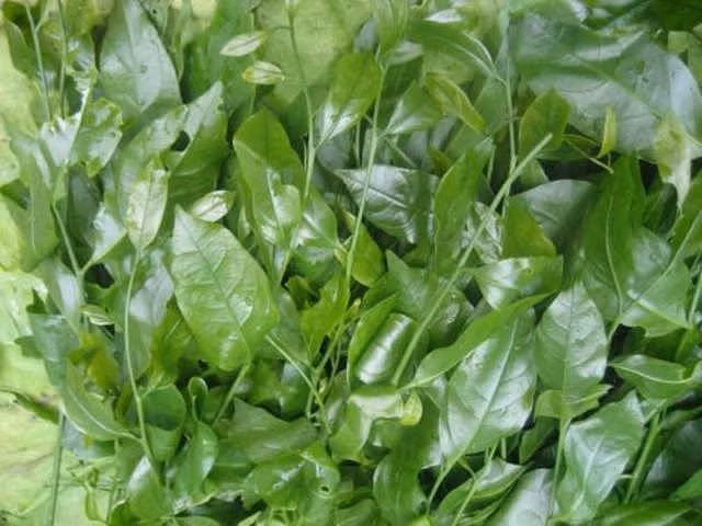 Rau sắng còn gọi là rau ngót rừng.