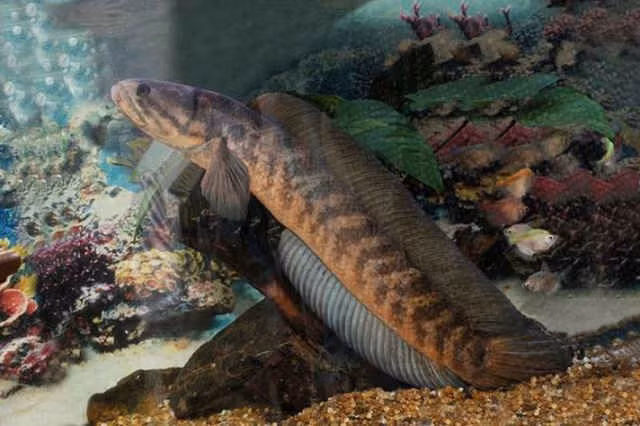 Cá tràu có thân tròn và sinh sống trong hang đá.