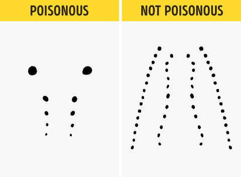 Bên trái là vết cắn của rắn độc, bên phải là không độc