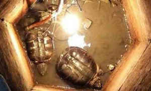 Phát hiện hai sinh vật sống thần kỳ trong giếng cổ bị lấp 30 năm ảnh 1