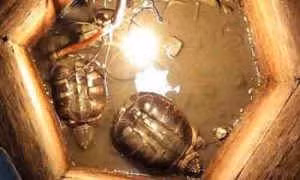 Phát hiện hai sinh vật sống thần kỳ trong giếng cổ bị lấp 30 năm ảnh 1