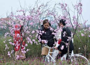 Cách trồng lại đào sau Tết ảnh 1