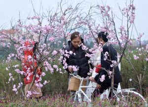 Cách trồng lại đào sau Tết ảnh 1