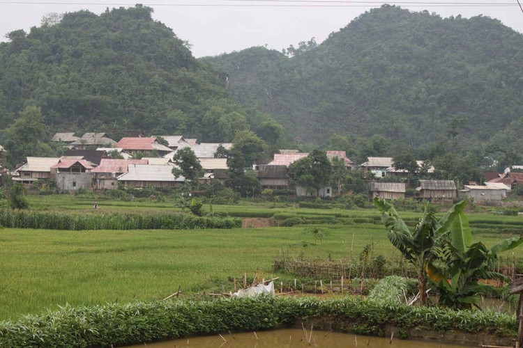 Thôm Mòn trong cơn “lốc trắng” ảnh 3