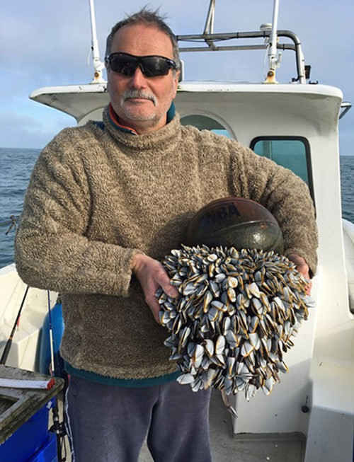 Quả bóng rổ được hàng nghìn con hàu bám dính ảnh 2