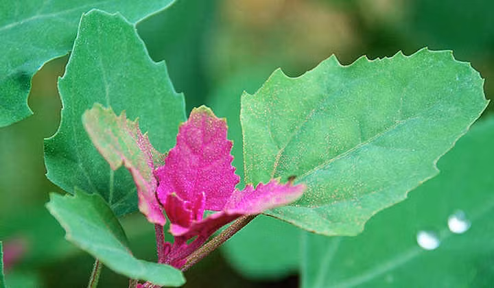 cong dung chua benh bat ngo cua cay rau muoi hinh 4