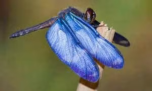 Những chuyện viễn tưởng có thật năm 2017 ảnh 1