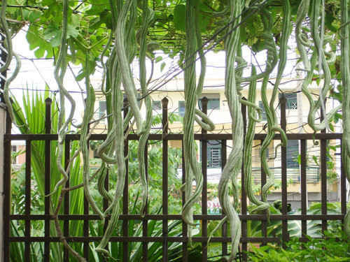 loài cây ngoằn ngoèo