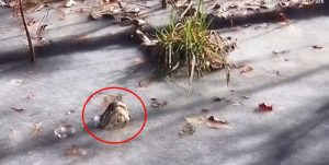 Cá sấu đông cứng trong hồ, chỉ còn mũi nhô lên thở ảnh 1