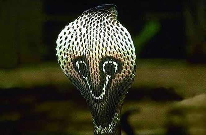 Hổ mang Ai Cập, loài rắn trong truyền thuyết và đời thực - ảnh 2