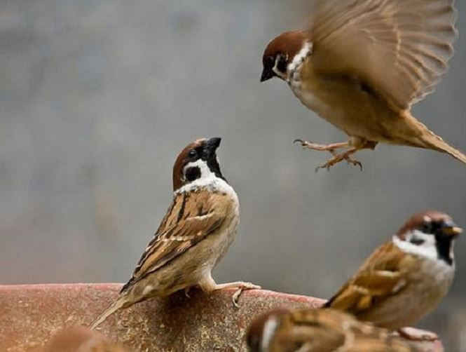 Chim sẻ đã tiến hóa như thế nào trong xã hội loài người? - ảnh 2