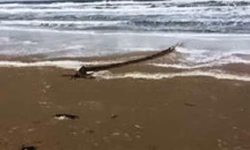 Phát hiện rợn người trên bờ biển Canada ảnh 1