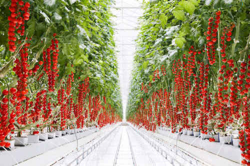 Những ứng dụng công nghệ hiện đại nhất trong nông nghiệp - 9