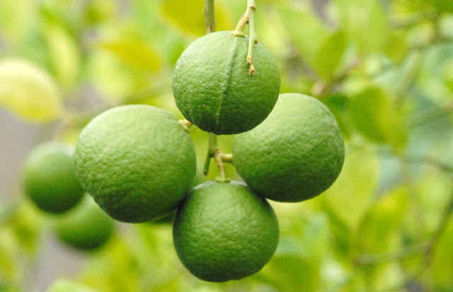 giống chanh bông tím