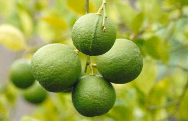 giống chanh bông tím