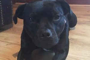 Chó thông minh cứu chủ thoát cưỡng hiếp ảnh 2