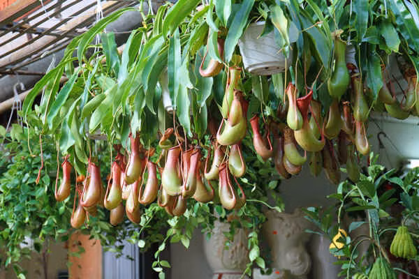 Cây nắp ấm diệt trừ muỗi không hiệu quả