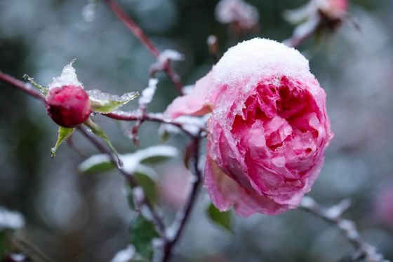 Miền Bắc sắp chìm trong băng tuyết ảnh 1