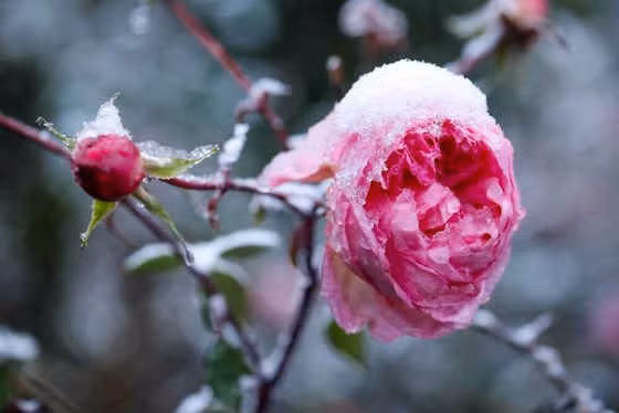 Miền Bắc sắp chìm trong băng tuyết ảnh 1