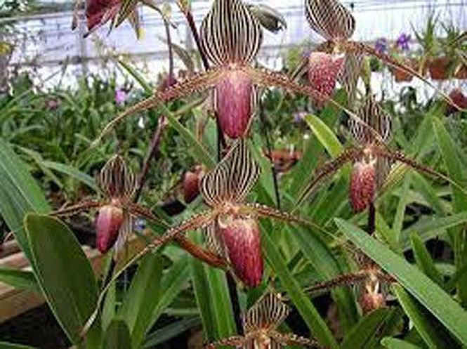 Loài hoa lan 15 năm mới nở một lần, 136 triệu đồng/cây - ảnh 3
