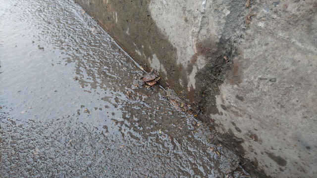 Mạch ngầm liên tục rỉ nước ra mặt đường.