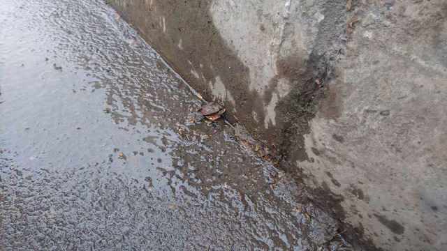 Mạch ngầm liên tục rỉ nước ra mặt đường.
