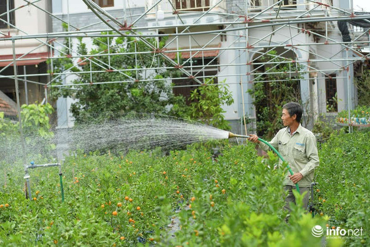 Được biết, lí do giá quất hồ lô giảm một phần là do năm nay những sản phẩm mới lại xuất hiện, một phần khác do thời tiết không ủng hộ người trồng quất nên quả có phần kém hơn năm trước.