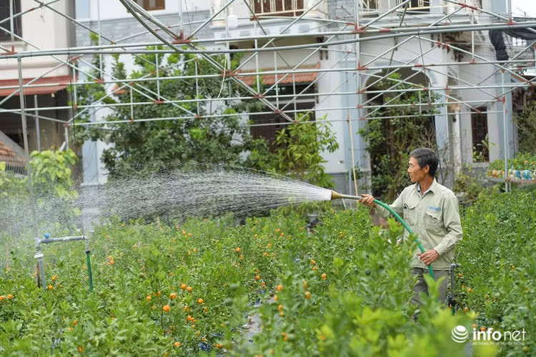 Được biết, lí do giá quất hồ lô giảm một phần là do năm nay những sản phẩm mới lại xuất hiện, một phần khác do thời tiết không ủng hộ người trồng quất nên quả có phần kém hơn năm trước.