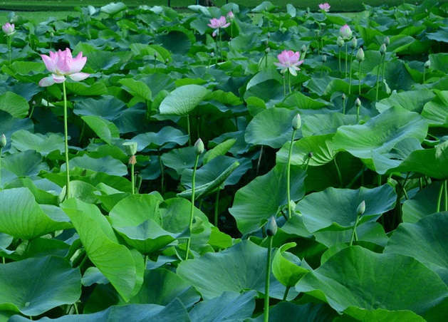 Lá sen chữa bệnh