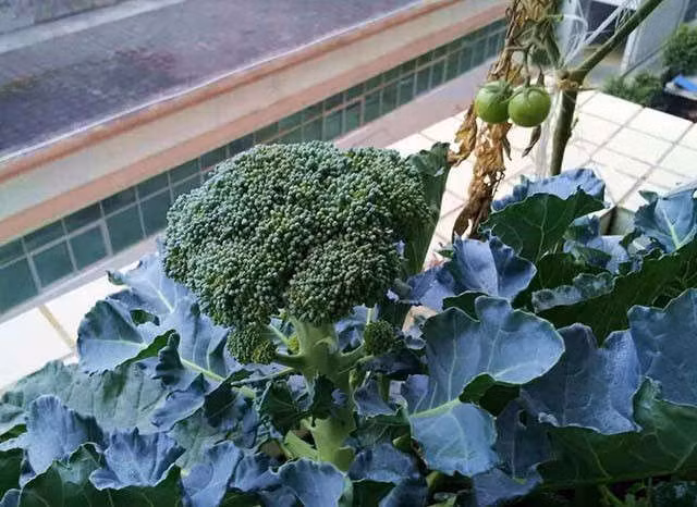 4 loại rau là "thần dược" chống ung thư, người Việt chớ coi thường ảnh 3