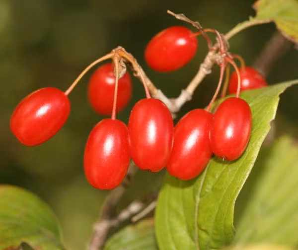 Thuốc cho người thận yếu, thiếu “tinh binh”