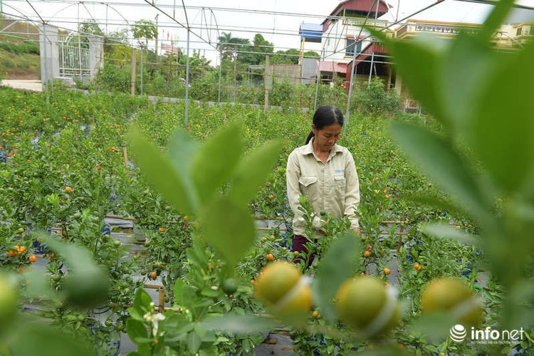 Để là được một cây quất có trái hình hồ lô, cây phải có độ tuổi từ 2 năm trở lên, phải được chăm sóc theo chế độ riêng.