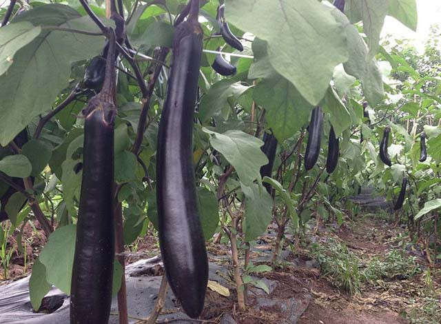 4 loại rau là "thần dược" chống ung thư, người Việt chớ coi thường ảnh 2