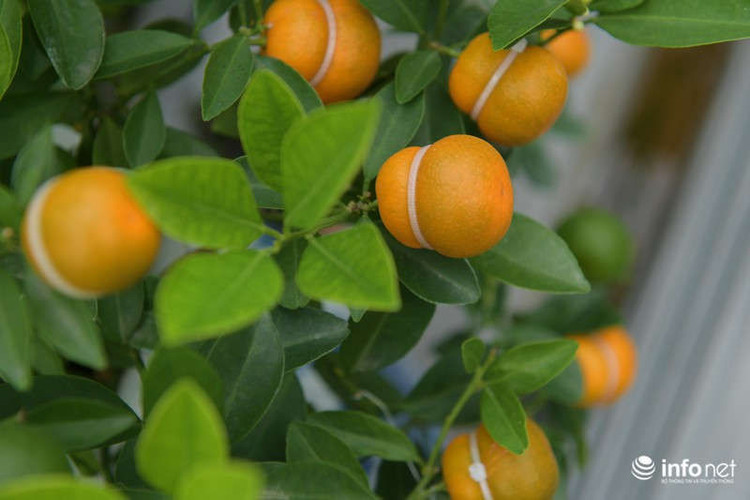 "Thời điểm tháng 9 - 10 khi quất ra lứa quả đầu thì trời mưa làm quả hỏng. Những cây bây giờ là quả lứa 2 nên nhỏ hơn và không đẹp màu như lứa đầu được", bà Mai cho hay.