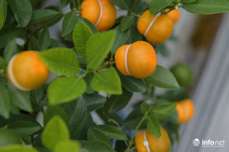 "Thời điểm tháng 9 - 10 khi quất ra lứa quả đầu thì trời mưa làm quả hỏng. Những cây bây giờ là quả lứa 2 nên nhỏ hơn và không đẹp màu như lứa đầu được", bà Mai cho hay.