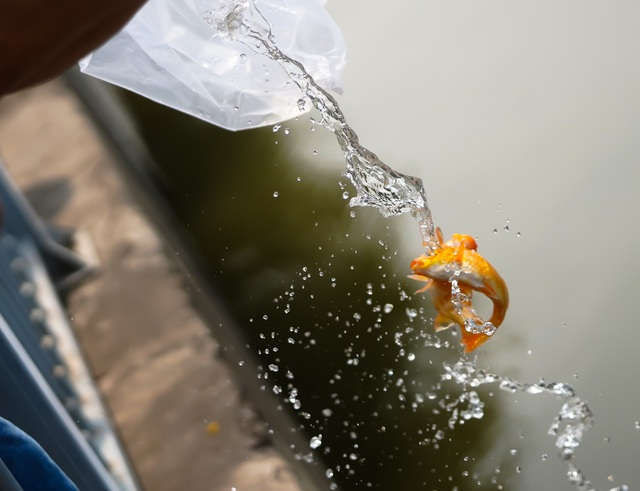 Hà Nội: Cá chép đi cầu trượt lên chầu Trời - 15