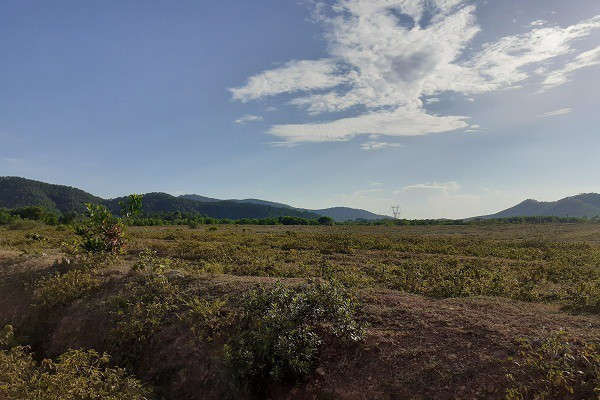 Trại bò nghìn tỷ liên quan ông Trần Bắc Hà giờ thành vườn chuối - Ảnh 10.