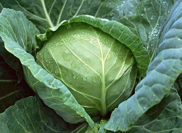 4 loại rau là "thần dược" chống ung thư, người Việt chớ coi thường ảnh 1