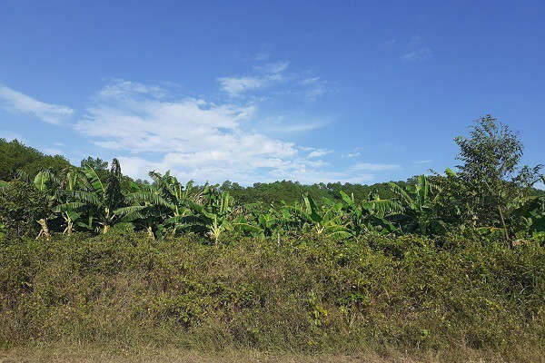 Trại bò nghìn tỷ liên quan ông Trần Bắc Hà giờ thành vườn chuối - Ảnh 3.