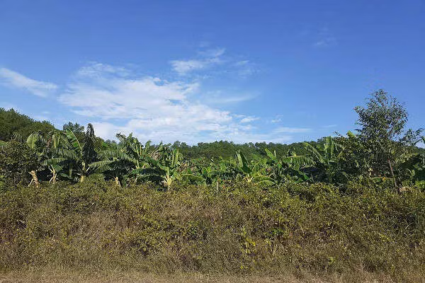 Trại bò nghìn tỷ liên quan ông Trần Bắc Hà giờ thành vườn chuối - Ảnh 3.