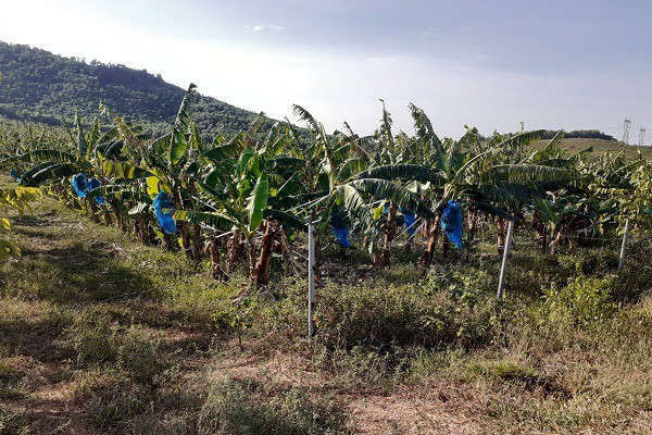 Trại bò nghìn tỷ liên quan ông Trần Bắc Hà giờ thành vườn chuối - Ảnh 2.