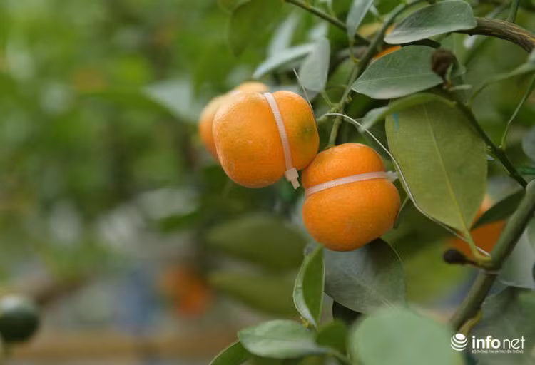 Nhờ có sự sáng tạo, khác hẳn so với những loại quất cảnh thông thường đã giúp gia đình bà Đỗ Thị Mai có nguồn thu hàng trăm triệu đồng mỗi dịp Tết đến xuân về.