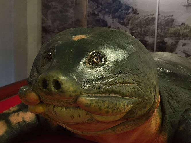 cụ rùa hồ gươm cuối cùng - ảnh 2