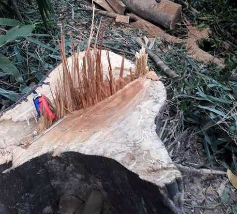 Vụ phá rừng nghiêm trọng tại huyện Sa Thầy.