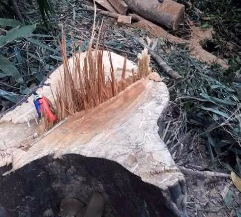 Vụ phá rừng nghiêm trọng tại huyện Sa Thầy.