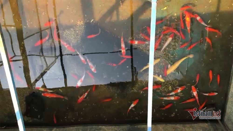 Cảnh dỡ 'bảo bối' Nhật làm sạch sông Tô Lịch, rút cá koi về hồ Tây